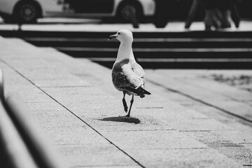 seagull on the pier, Barcelona