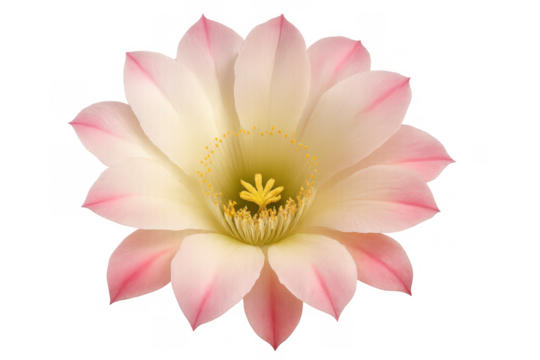 Cactus flower blooming in light pink and yellow with pollen, isolated on transparent background