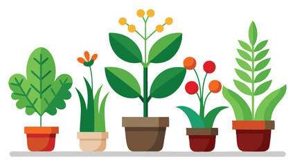 Houseplants in Pots – Isolated White Background