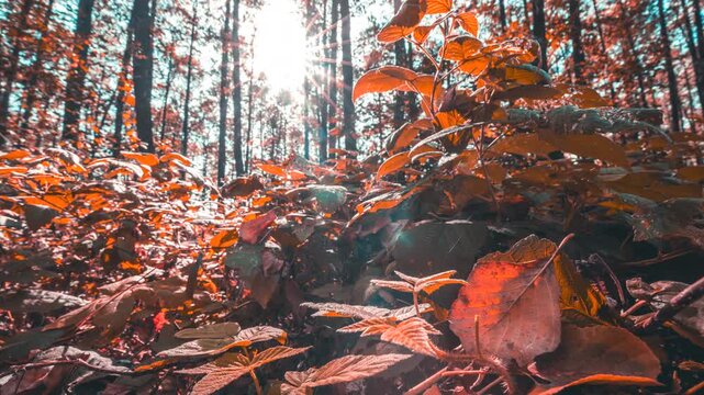 Branches Foliage Turn Yellow Autumn. Summer Autumn Forest Transition Time Lapse. From Summer Green To Autumn Yellow Time-lapse. Forest Wild Raspberries. Close-up View On Spider Web And Fallen Leaf