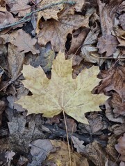 autumn leaves background