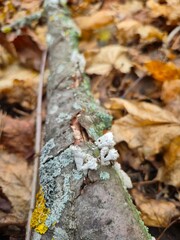 autumn leaves on the ground