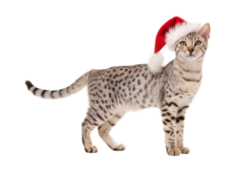 Spotted Bengal cat wearing red Santa hat, isolated on a transparent background