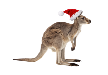 Kangaroo wearing red Santa hat, alert standing pose, isolated on a transparent background
