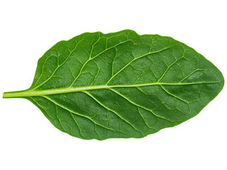 Obraz premium Green spinach leaf isolated on transparent background. Perfect for healthy food, cooking, and vegan design.