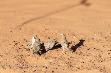 A group of Sociable weaver birds - Philetairus socius- near Sesriem, Namibia.