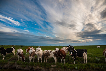 Outdoor shot of a cattle of dairy cows strolling along a ditch in the Frisian mudflats bordering the Waddenzee. The scene is backed by a dramatic sunset.