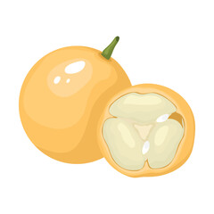 Mafai fruit. Vector illustration. Highlights, shadows. Isolated on white background.