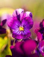 Beautiful purple pansy flowers blooming in the springtime garden grass, Sunny spring day in Latvia, Europe.