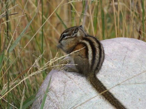 chipmunk in canada - Powered by Adobe
