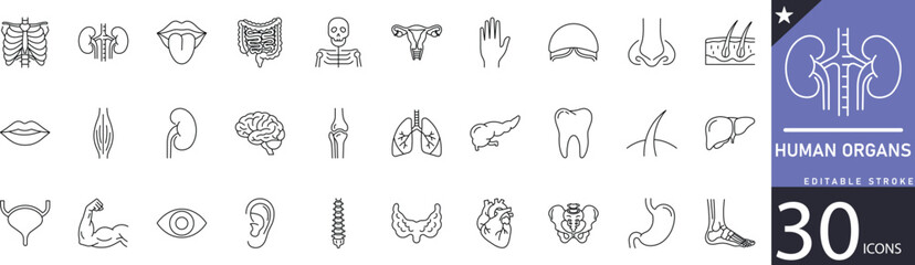 Obraz premium Minimal Human Organs line icons featuring heart, lungs, brain, liver, kidney, stomach, and other anatomy elements. Perfect for medical projects, healthcare branding, anatomy education