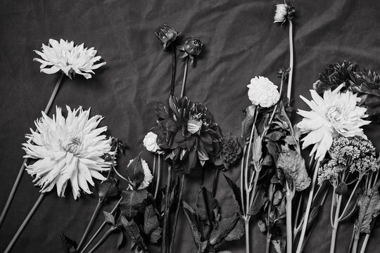 Black and white composition of dahlias, wilted leaves, and faded petals on textile. Dramatic, moody, fine art effect suits poster backgrounds, interior prints, and minimal vintage design. Top view