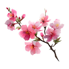 Naklejka premium Pink cherry blossoms blooming on a branch in a watercolor illustration style, symbolizing spring, new beginnings, freshness, and the beauty of nature on a transparent background