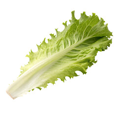 Green leaf lettuce isolated on a transparent background
