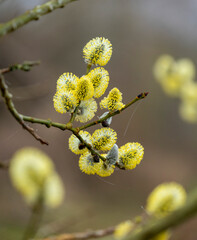 Beautiful yellow willow blossoms in a parkland bush. Natural spring scenery in Latvia, Europe.