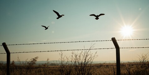 birds flying over a fence in the sun