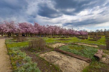 VENARIA REALE, ITALY, APRIL 1, 2025 - Japanese cherry trees in bloom in springtime at the Venaria Reale gardens of The Royal Palace of Venaria Reale, province of Turin, Italy