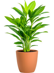 Obraz premium Indoor plant in gray pot isolated on transparent background. Perfect for home, interior, and decor design.