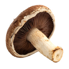Mushrooms isolated on a transparent background
