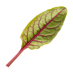 Green leaf isolated on a transparent background
