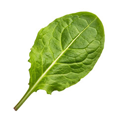 Green leaf isolated on a transparent background
