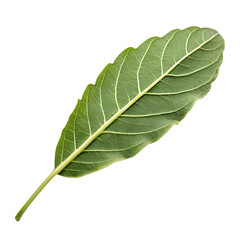 Green leaf isolated on a transparent background
