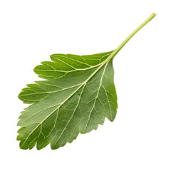 Bay leaf isolated on a transparent background
