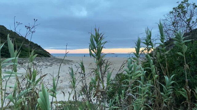 Wild coastal plants sway gently in the Atlantic breeze, framing the distant surfers at sunset in Zavial