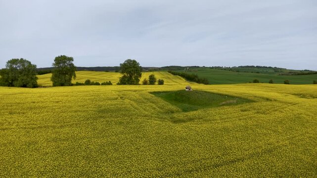 Aerial footage of a Danish countryside hill fort covered in yellow blooming canola fields, bordered by tree lines under a clear blue sky