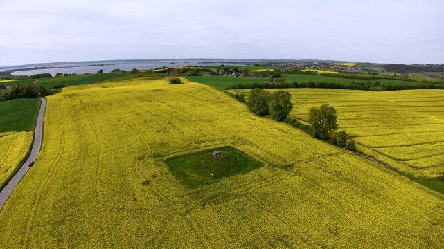 Aerial view of a Danish burial mound surrounded by yellow rapeseed fields and rolling farmland under a partly cloudy sky