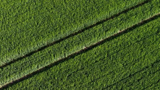 Top-down drone view of vibrant green crop fields in Denmark, showcasing parallel tractor lines cutting through the textured surface of the farmland. Captured in late autumn light