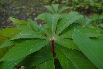Detailed Close-up of Cassava Leaves (Manihot Esculenta) Showing Unique Palmate Shape and Central Red Veins