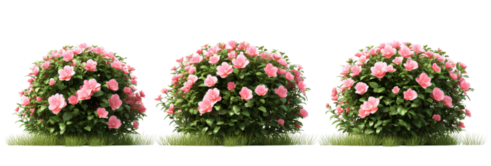 Three Identical Renders Pink Camellia Bushes with Lush Green Foliage on Transparent Background