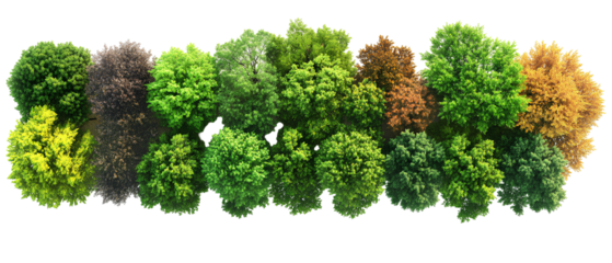 Top view of a diverse forest with various tree types and colors isolated on transparent background