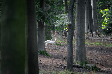 Dama dama and an important period of the year, the female rut. 