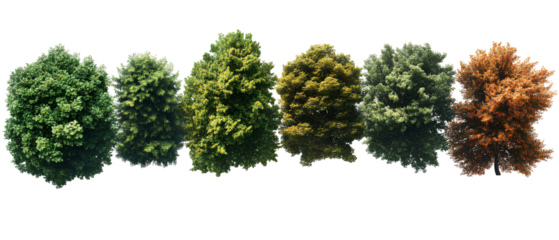 Various types of trees from different seasons isolated on transparent background
