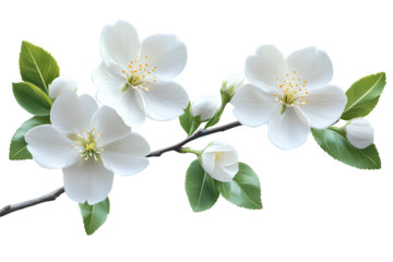 White apple blossom flowers bloom on branch with green leaves isolated on transparent background