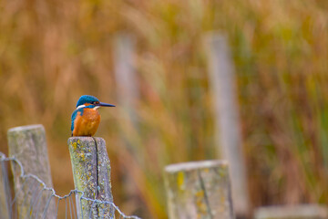 Vibrant kingfisher resting calmly on a post with autumn reeds behind