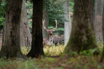 Obraz premium Dama dama and an important period of the year, the female rut. 