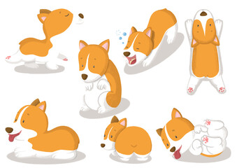 Daily life of corgi