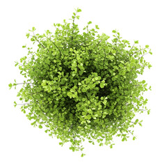 Obraz premium Lush green bush viewed from above with abundant fresh leaves isolated on transparent background