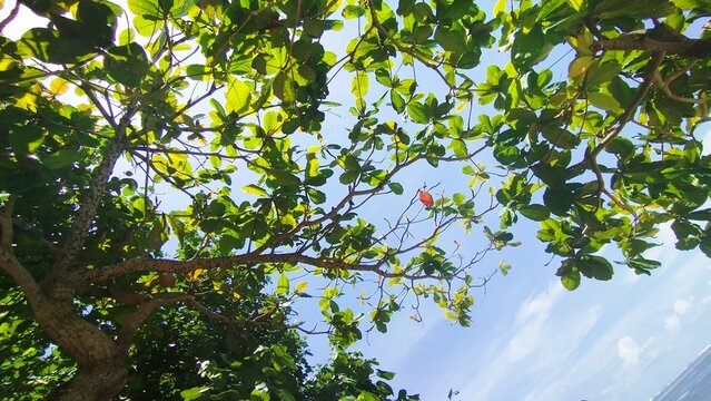 green leaves against blue sky - Powered by Adobe