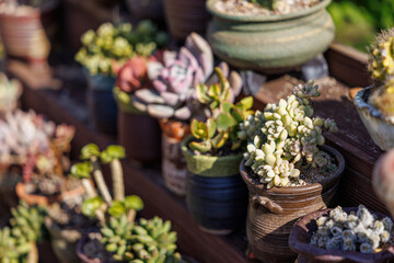 Close-up photos of various types of succulents growing in the sunlight.