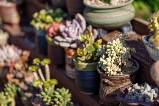 Close-up photos of various types of succulents growing in the sunlight. - Powered by Adobe