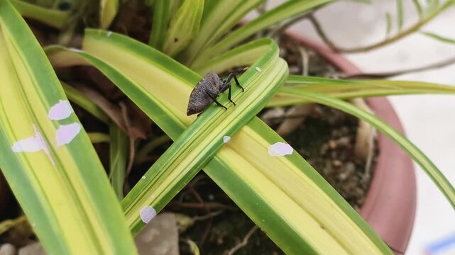 Detailed macro photo of an insect perched on a variegated green leaf. Shows natural textures, vibrant plant tones, and sharp insect details ideal for biology, gardening, and wildlife visuals.