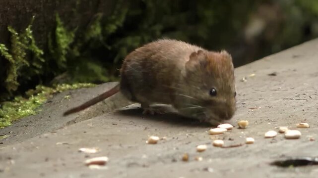 Tiny wood mouse cautiously foraging for seeds in a natural woodland environment, cute and curious wildlife scene
