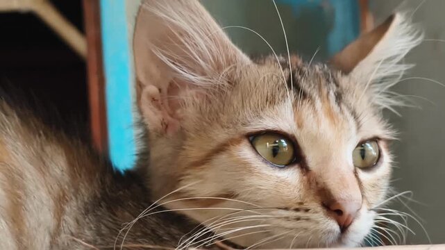 Detailed close-up of a domestic cat&rsquo;s face showing expressive green eyes and soft fur textures. Ideal for pet care, animal behavior, emotional storytelling, and advertising use.