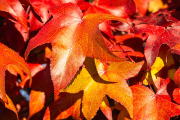 Vibrant autumn leaves in warm hues