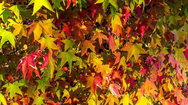 Vibrant autumn leaves with rich colors of fall foliage