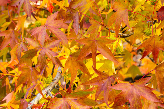 Autumn foliage with vibrant red and yellow leaves